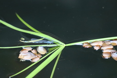 Coenagrion johanssoni