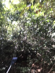 Parides burchellanus