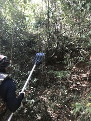 Parides burchellanus