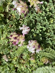 Trifolium wigginsii