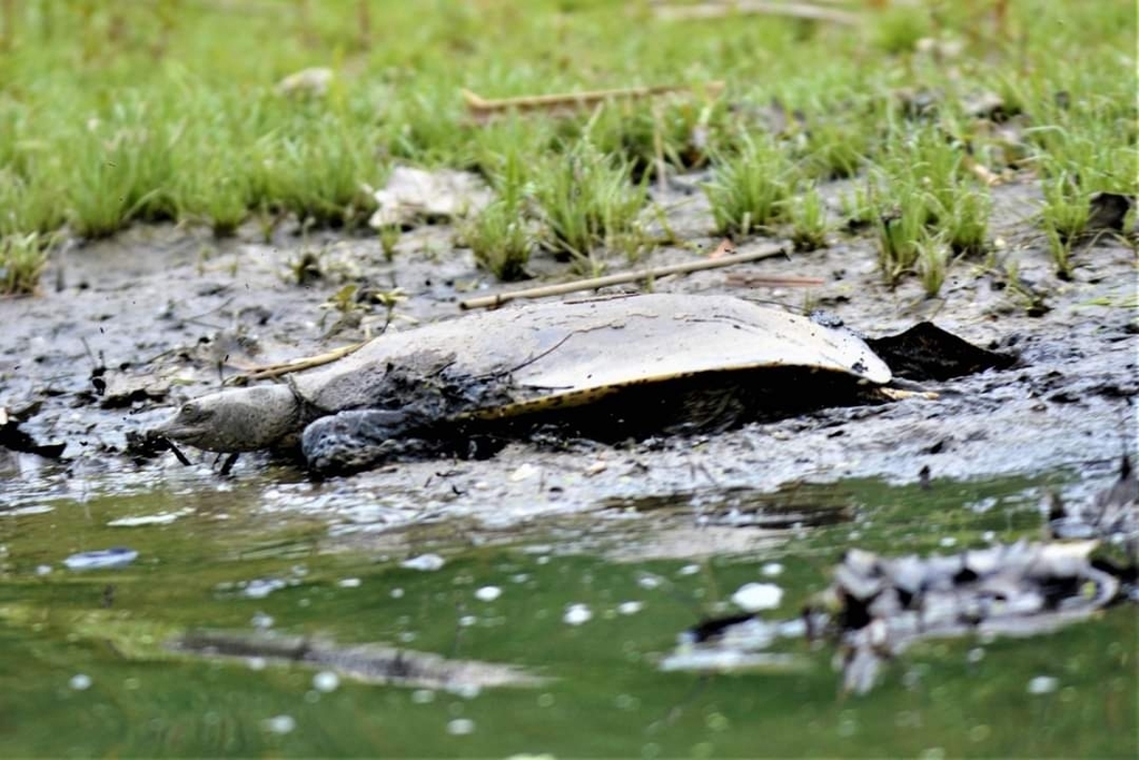 Softshell Eastern Eastern Spiny Softshell in July 2022 by corgimom2018 · iNaturalist