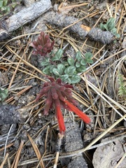 Monardella macrantha macrantha