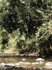 Parides burchellanus