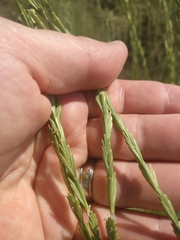 Thinopyrum obtusiflorum
