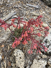 Dudleya pauciflora