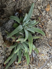 Dudleya pauciflora