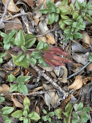 Monardella macrantha macrantha