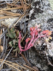 Dudleya pauciflora