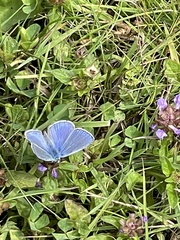 Polyommatus icarus