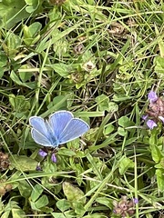 Polyommatus icarus