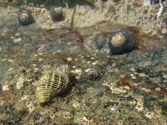 Acanthinucella