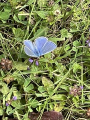 Polyommatus icarus