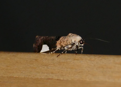 Tarache areloides