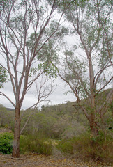 Eucalyptus rudis