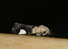 Tarache areloides