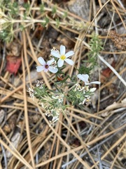 Leptosiphon melingii