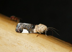 Tarache areloides