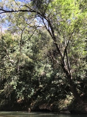 Parides burchellanus