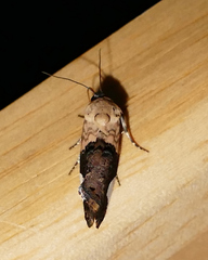 Tarache areloides
