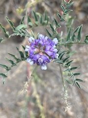 Astragalus gruinus