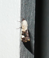 Tarache areloides