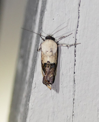 Tarache areloides