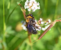 Andrena thoracica