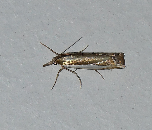 Crambus cyrilellus photo 2