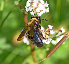 Andrena thoracica
