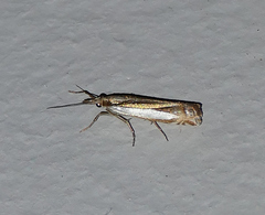 Crambus cyrilellus