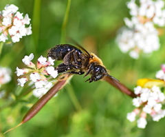 Andrena thoracica