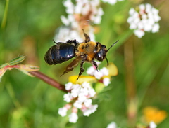 Andrena thoracica