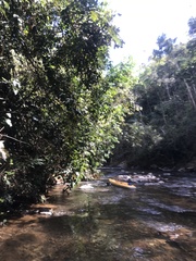 Parides burchellanus