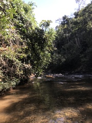 Parides burchellanus