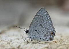 Anthene liodes