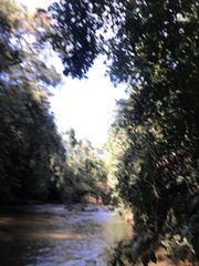 Parides burchellanus