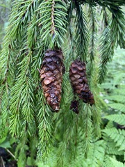 Picea × fennica