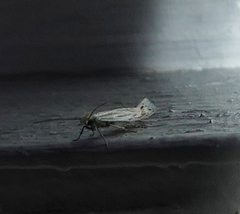 Plutella porrectella