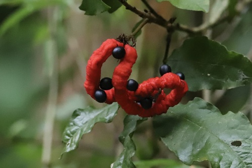 Cojoba rufescens, 2022-07-20