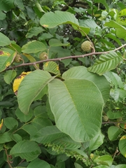 Annona holosericea
