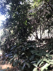 Parides burchellanus