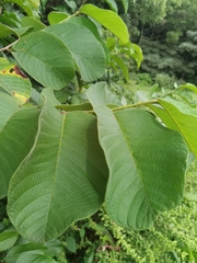 Annona holosericea
