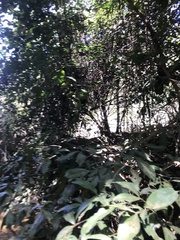 Parides burchellanus