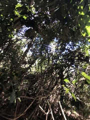 Parides burchellanus