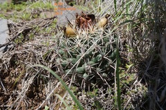 Coryphantha ottonis