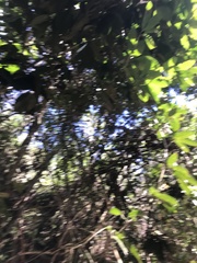 Parides burchellanus