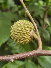 Annona holosericea