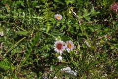 Erigeron alpinus