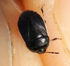 Adomerus maculipes