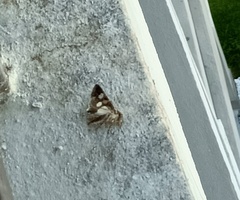 Melipotis famelica